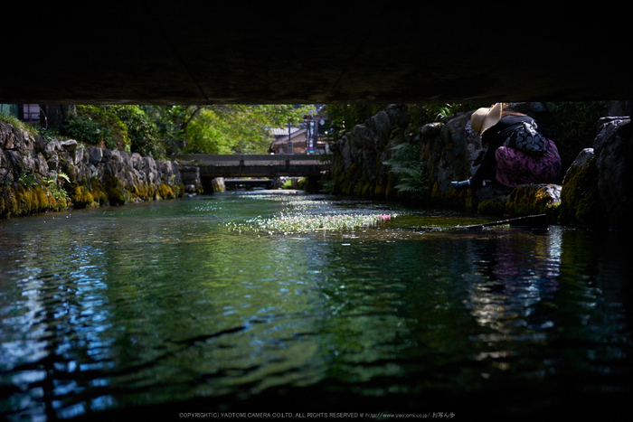 醒ヶ井,梅花藻(DSC00306,F--,iao800)2016yaotomi.jpg