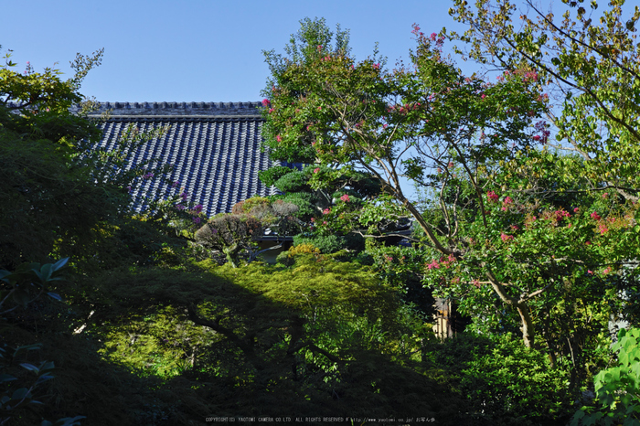 おふさ観音,風鈴まつり(SDQ_2576,35 mm,F7.1)2016yaotomi.jpg