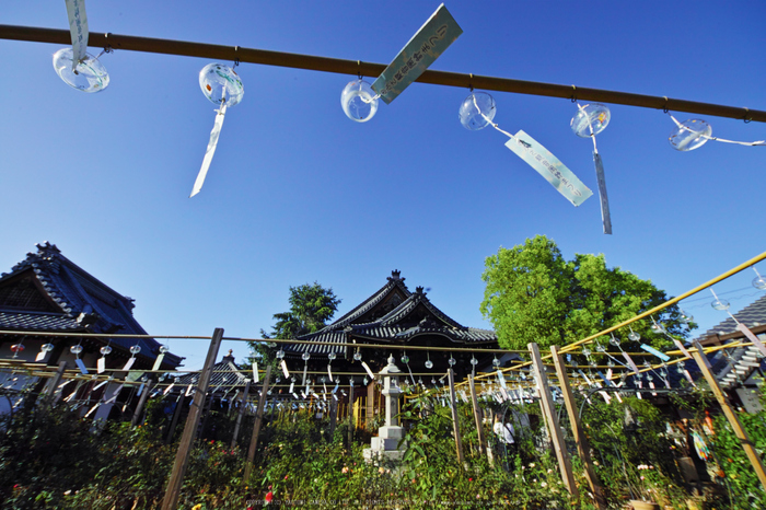 おふさ観音,風鈴まつり(SDQ_2594,8 mm,F9)2016yaotomi.jpg