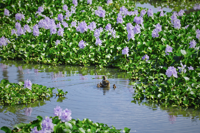 ホテイアオイ,たましぎ(SDQ_3074,100 mm,F4.5)2016yaotomi.jpg