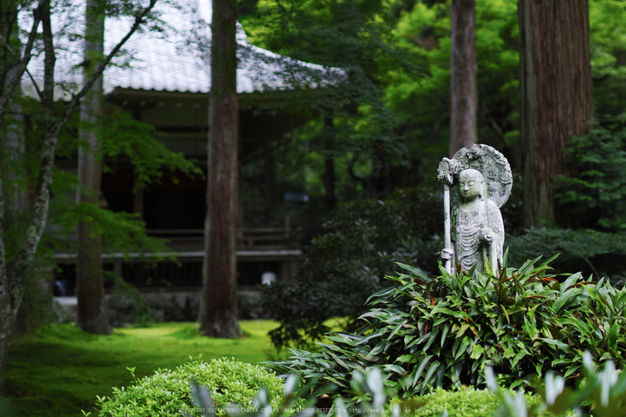 三千院,秋海棠(SDQ_2233,50 mm,F1.6)2016yaotomi.jpg