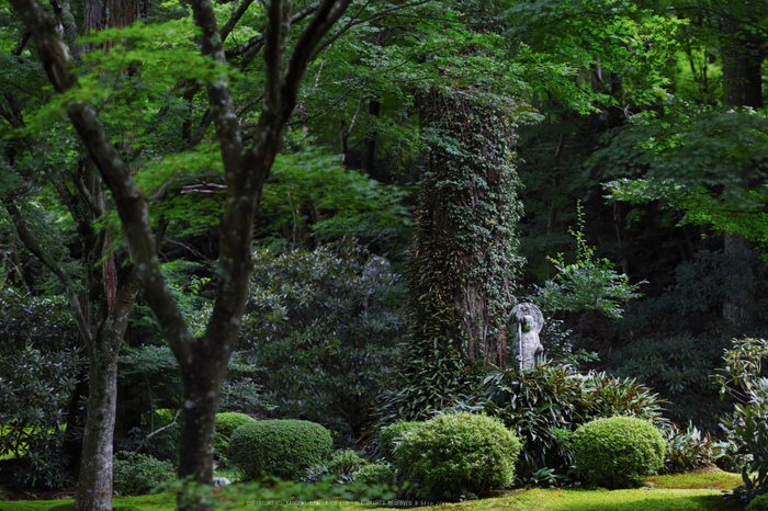 三千院,秋海棠(SDQ_2237,50 mm,F1.6)2016yaotomi.jpg