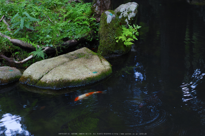 三千院,秋海棠(SDQ_2243,50 mm,F2.8)2016yaotomi.jpg