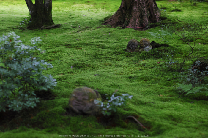 三千院,秋海棠(SDQ_2248,50 mm,F1.6)2016yaotomi.jpg