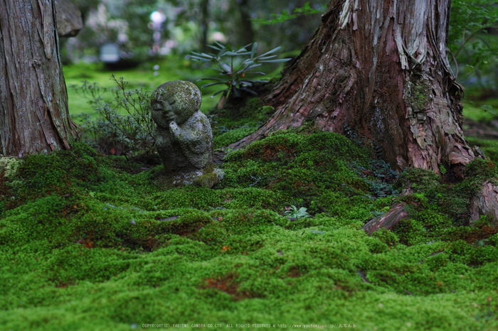 三千院,秋海棠(SDQ_2250,50 mm,F1.6)2016yaotomi.jpg