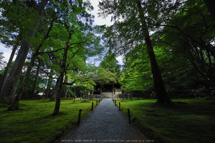 三千院,秋海棠(SDQ_2272,8 mm,F8)2016yaotomi.jpg