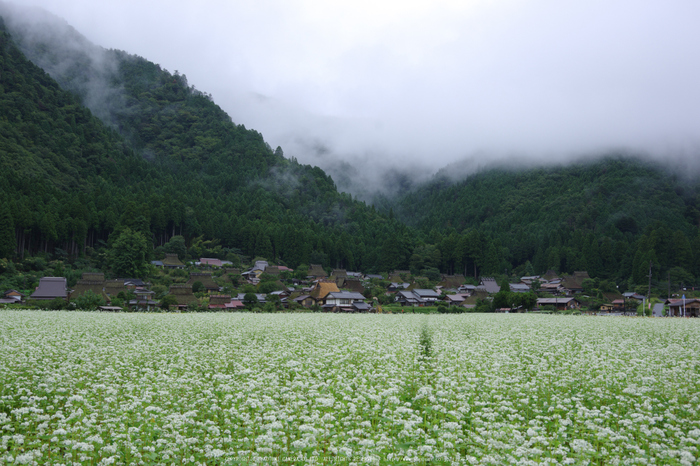 京都美山,かやぶきの里,蕎麦畑(K70_1526,24 mm,F8)2016yaotomi.jpg