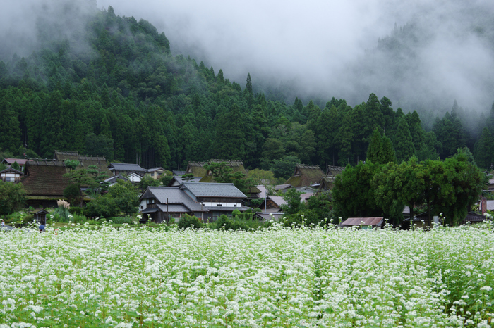 京都美山,かやぶきの里,蕎麦畑(K70_1655,40 mm,F8)2016yaotomi.jpg