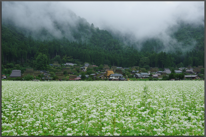 京都美山,かやぶきの里,蕎麦畑(K70_1666,31-mm,F8)2016yaotomi_T.jpg