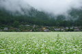 京都美山,かやぶきの里,蕎麦畑(K70_1666FL,31 mm,F8)2016yaotomi.jpg