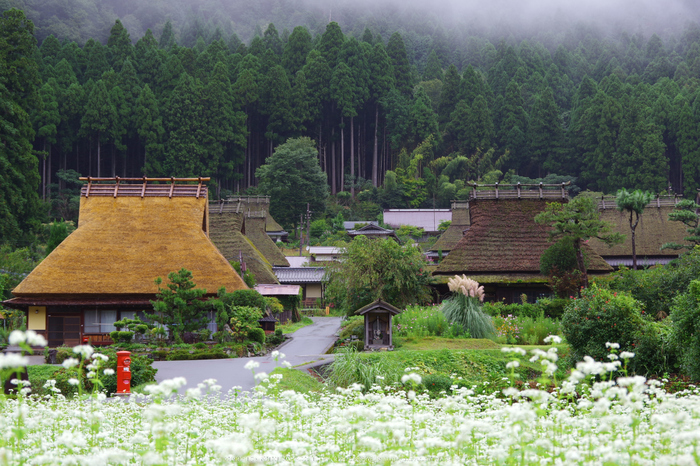 京都美山,かやぶきの里,蕎麦畑(K70_1693,48 mm,F8)2016yaotomi.jpg