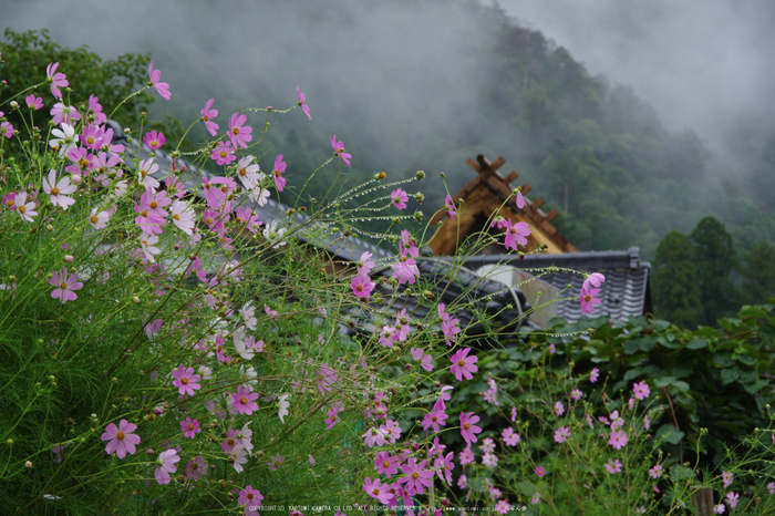 京都美山,かやぶきの里,蕎麦畑(K70_1710,88 mm,F10)2016yaotomi.jpg