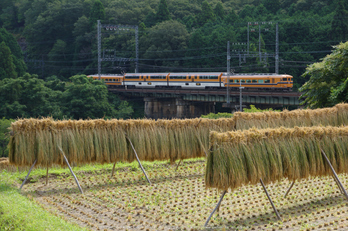 室生三本松(K70_1322,53 mm,F7.1,iso400)2016yaotomi.jpg