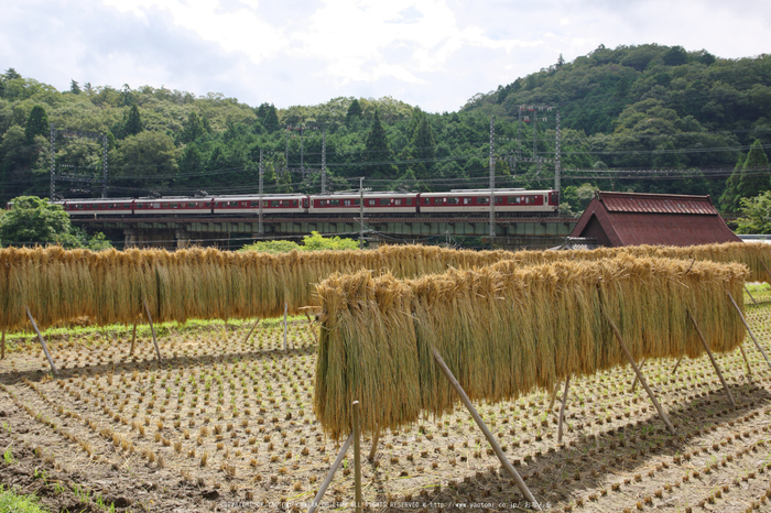 室生三本松(K70_1372,26 mm,F8,iso400)2016yaotomi.jpg