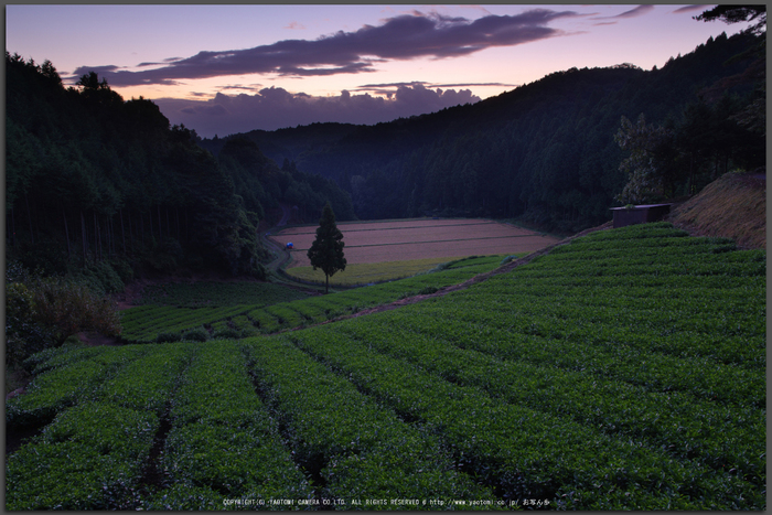 山添村,お茶畑(K70_0997G,16-mm,F8,iso100)2016yaotomi_T.jpg