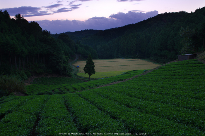 山添村,お茶畑(K70_1029G,18 mm,F8,iso100)2016yaotomi.jpg