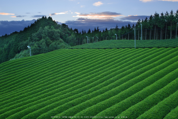 山添村,お茶畑(K70_1050RRS_G,23 mm,F8,iso100)2016yaotomi.jpg