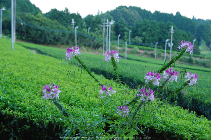 山添村,お茶畑(K70_1059,53 mm,F6.3,iso800)2016yaotomi.jpg