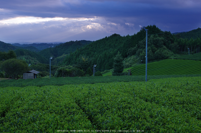 山添村,お茶畑(K70_1109G,28 mm,F8,iso100)2016yaotomi.jpg