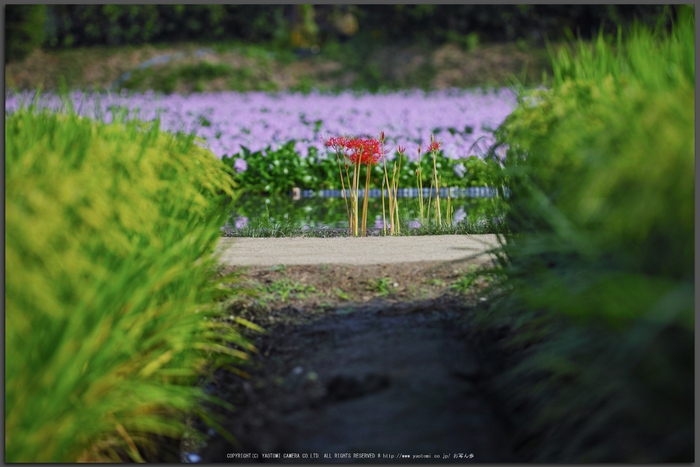 本薬師寺,ほていあおい(SDQ_2974,100-mm,F2)2016yaotomi_T.jpg