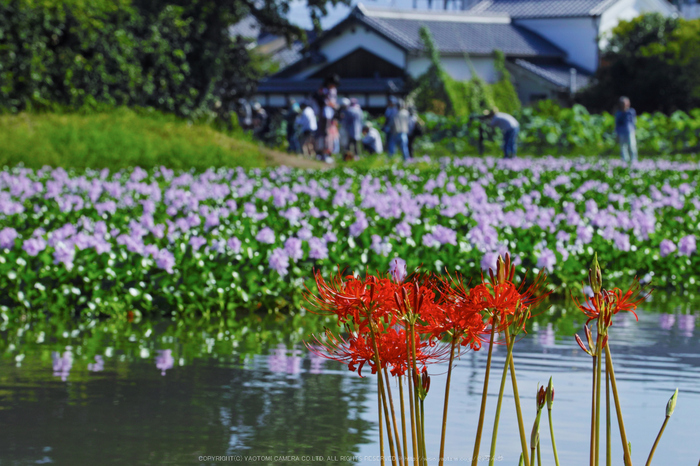 本薬師寺跡,たましぎ_SDQ_2994,100 mm,F13_2016yaotomi.jpg