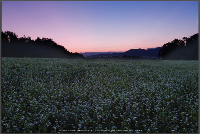 桜井,笠の蕎麦畑(SDQ_2631G,21-mm,F8)2016yaotomi_T.jpg