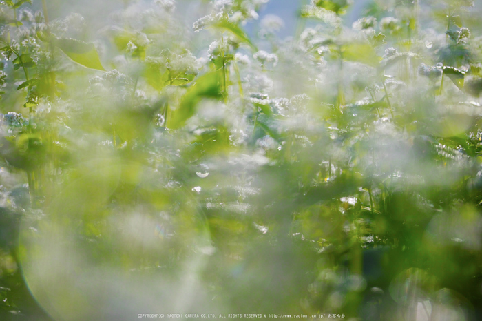 桜井,笠の蕎麦畑(SDQ_2889,100 mm,F2.2)2016yaotomi.jpg