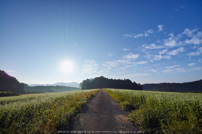 桜井,笠の蕎麦畑(SDQ_2893,8 mm,F9)2016yaotomi.jpg