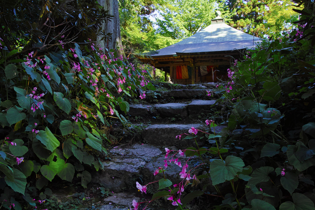 河内長野,岩湧寺(SDQ_2322,18 mm,F8)2016yaotomi.jpg