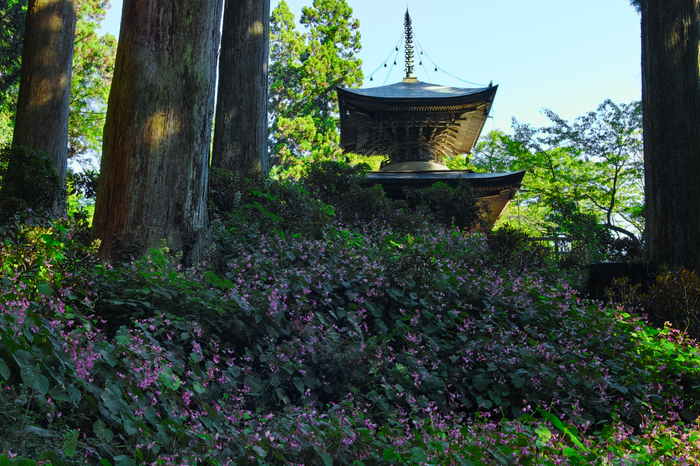 河内長野,岩湧寺(SDQ_2347,28 mm,F8)2016yaotomi.jpg