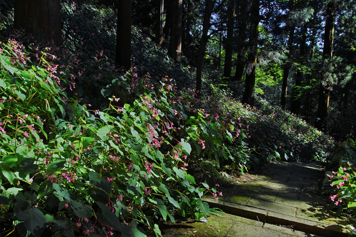 河内長野,岩湧寺(SDQ_2378,18 mm,F7.1)2016yaotomi.jpg