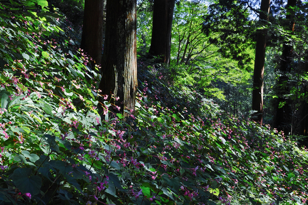 河内長野,岩湧寺(SDQ_2385,35 mm,F7.1)2016yaotomi.jpg