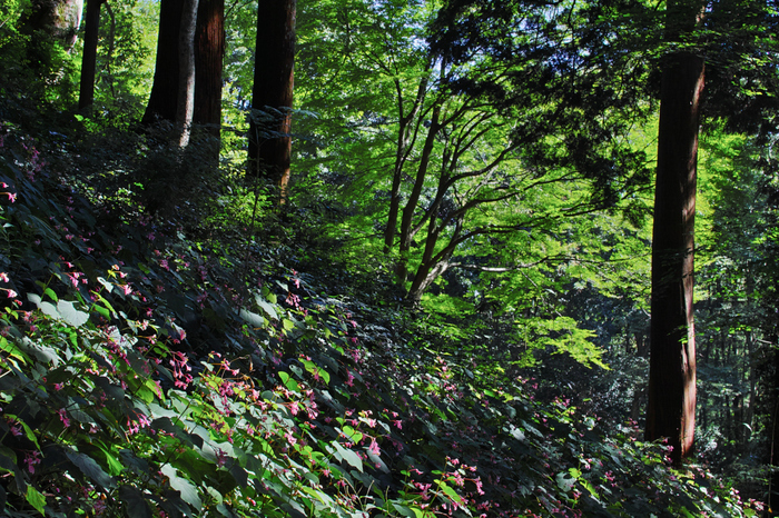 河内長野,岩湧寺(SDQ_2410,50 mm,F7.1)2016yaotomi.jpg