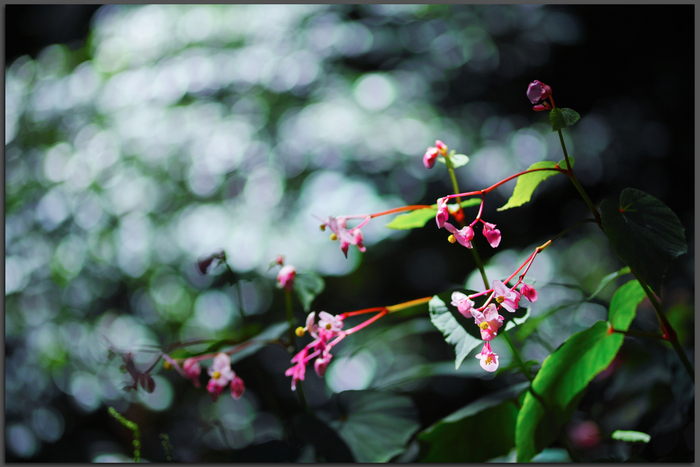 河内長野,岩湧寺(SDQ_2432,90-mm,F1.8)2016yaotomi_T.jpg