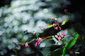 河内長野,岩湧寺(SDQ_2432FL,90 mm,F1.8)2016yaotomi.jpg