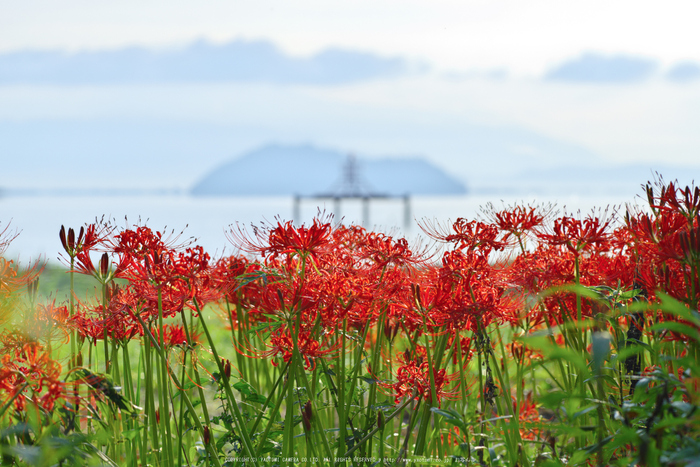 滋賀高島,桂浜園地,彼岸花(PK1_0338,200 mm,F11,iso200)2016yaotomi.jpg