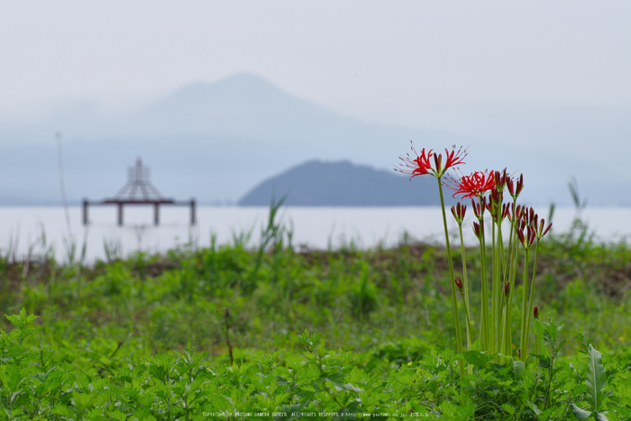 滋賀高島,桂浜園地,彼岸花(PK1_0554,200 mm,F14,iso100)2016yaotomi.jpg