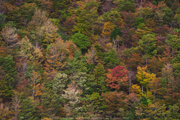 天川,大峰弥山(PK1_2761,200 mm,F5.6)2016yaotomi_.jpg