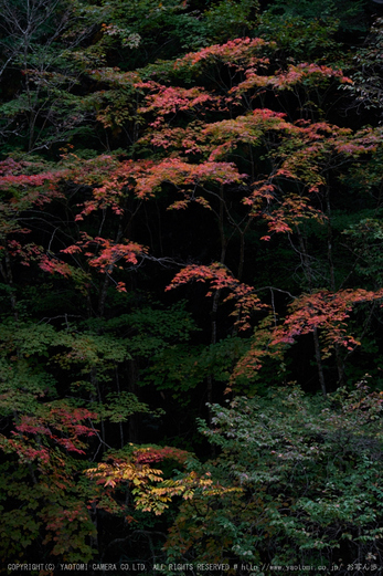 天川,天ノ川渓谷(PK1_2832,150 mm,F5.6)2016yaotomi_.jpg