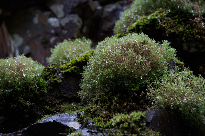 天川,天ノ川渓谷(PK1_2853,200 mm,F4.5)2016yaotomi_.jpg