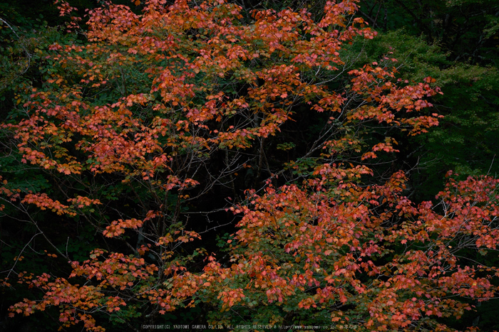 天川,天ノ川渓谷(PK1_2866,200 mm,F5.6)2016yaotomi_.jpg