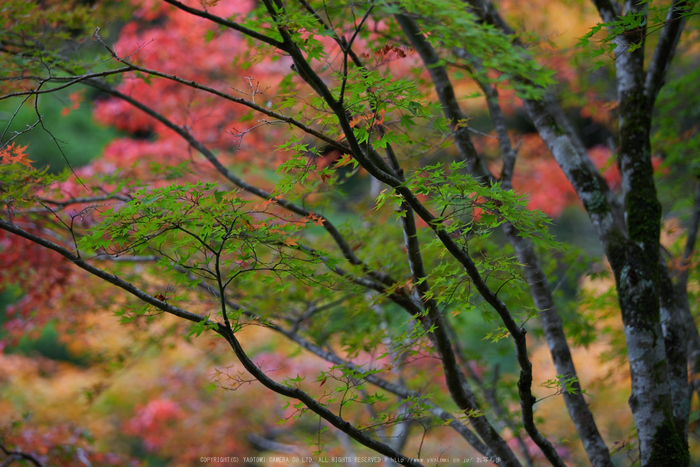 天川,天ノ川渓谷(PK1_2876,140 mm,F3.2)2016yaotomi_.jpg