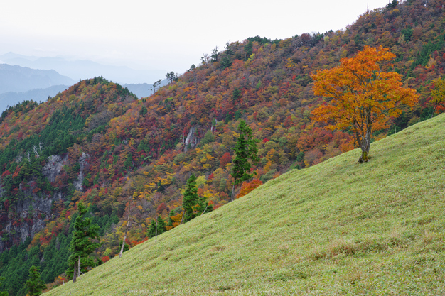 川上村,紅葉(PK1_2346,68 mm,F9)2016yaotomi.jpg