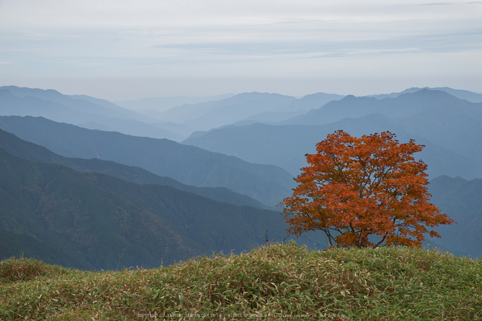 川上村,紅葉(PK1_2348,58 mm,F9)2016yaotomi.jpg