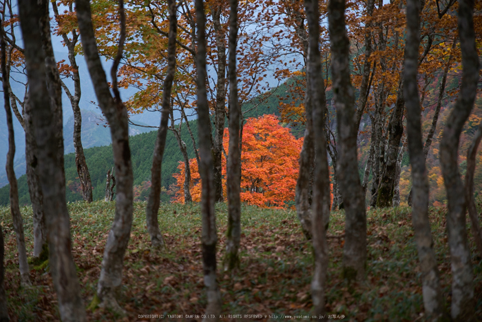 川上村,紅葉(PK1_2356,70 mm,F3.2)2016yaotomi.jpg