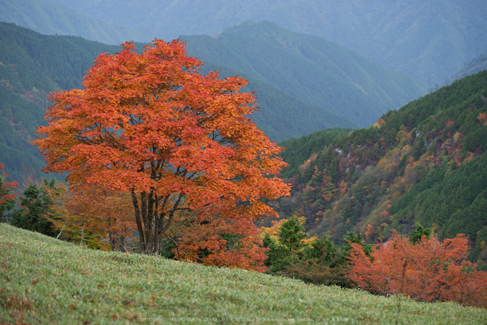 川上村,紅葉(PK1_2361,88 mm,F3.2)2016yaotomi.jpg