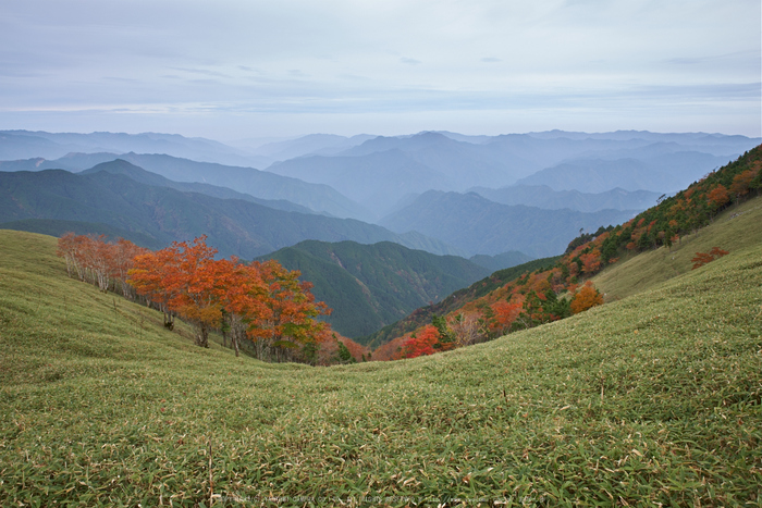 川上村,紅葉(PK1_2378,24 mm,F9)2016yaotomi.jpg