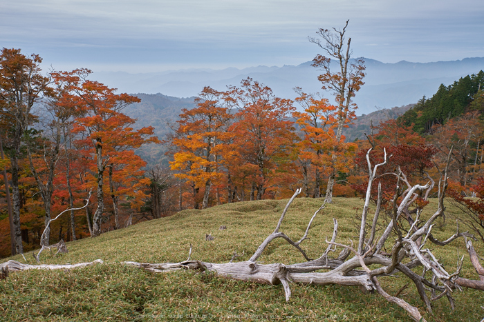 川上村,紅葉(PK1_2381,38 mm,F9)2016yaotomi.jpg