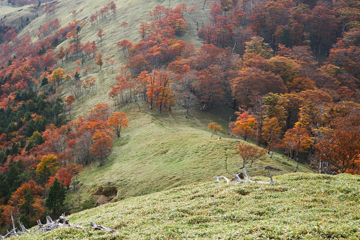 川上村,紅葉(PK1_2385,70 mm,F9)2016yaotomi.jpg