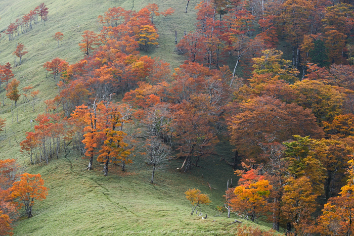 川上村,紅葉(PK1_2389,100 mm,F6.3)2016yaotomi.jpg